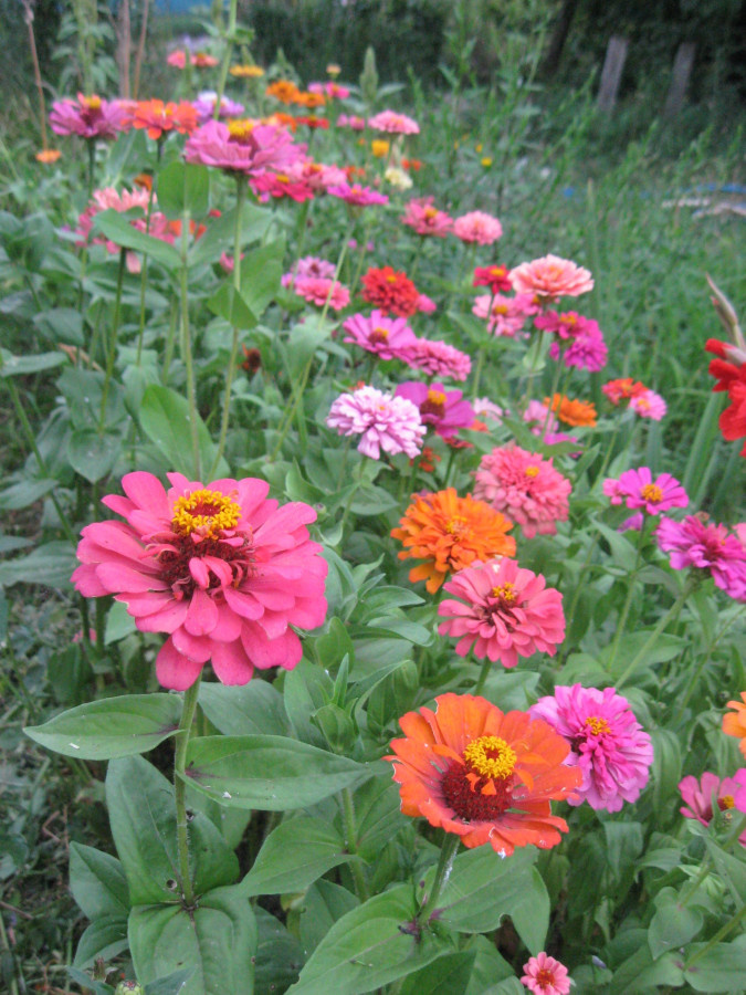 Цинии. Фото из интернета