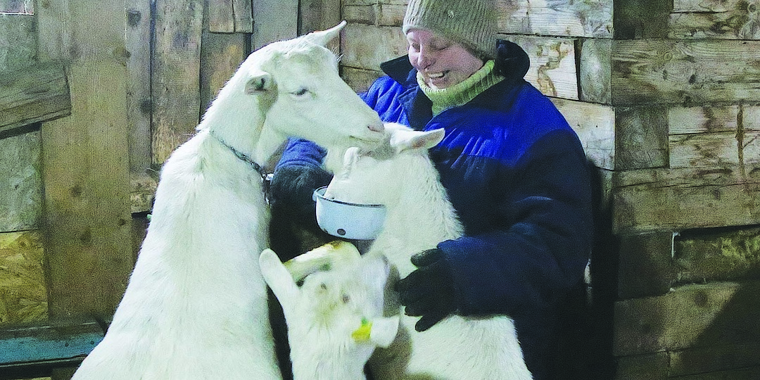 Наталья Жильцова разводит белоснежных коз молочной породы