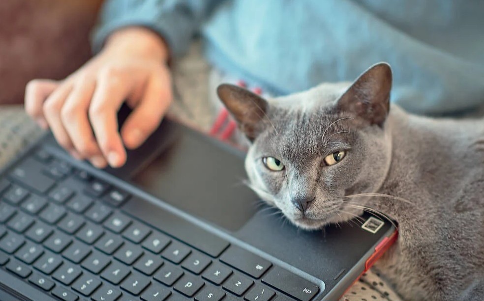 Фото из Интернета. 