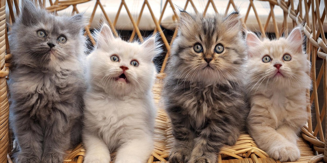 Если котёнок вырос в одиночестве, как компенсировать опыт внутривидового общения