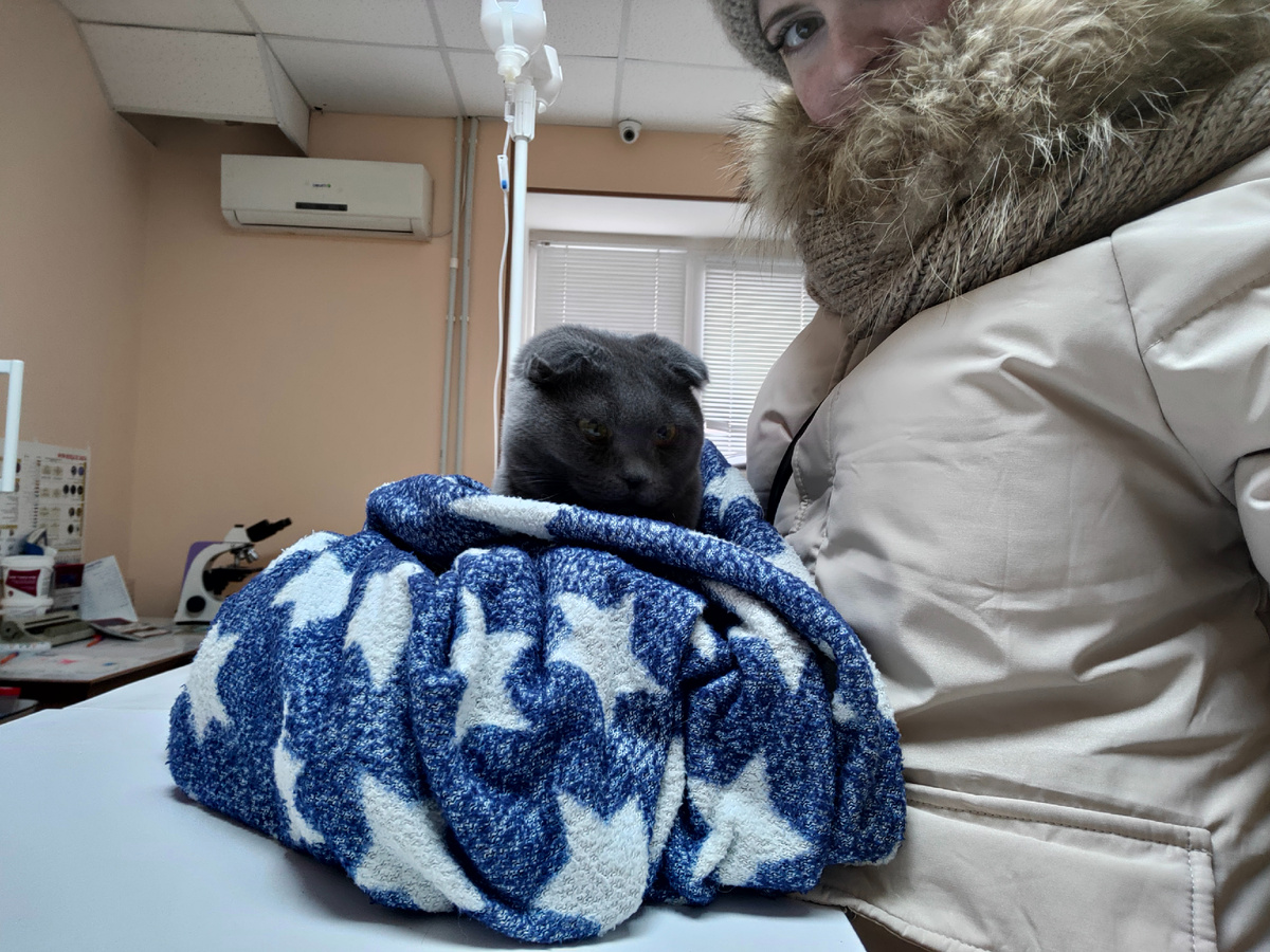 Грей в ветеринарной клинике