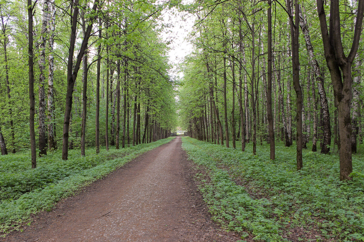Бирюлевский дендропарк. Фото автора.