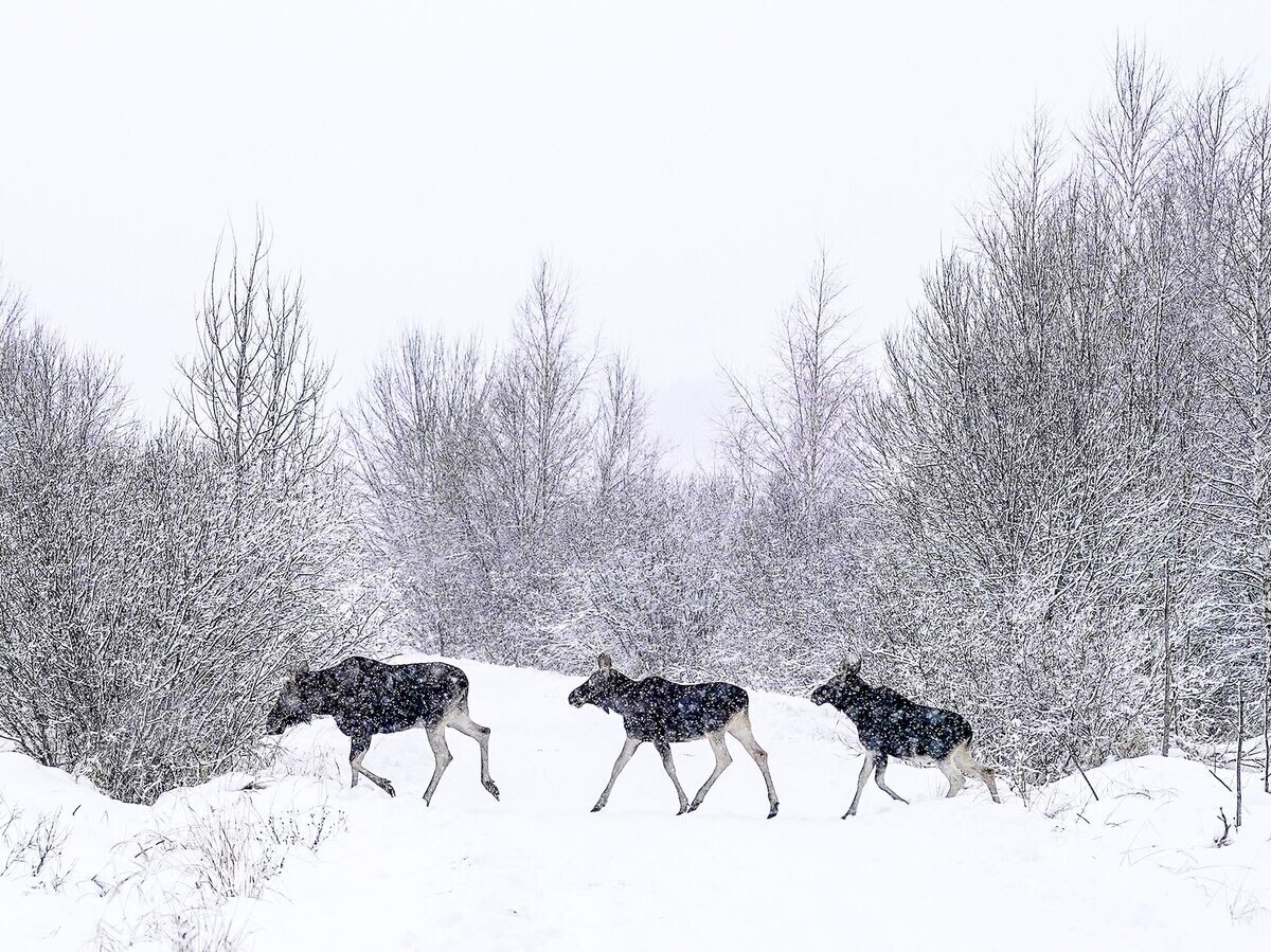    Лоси | © РИА Новости / Александр Вильф