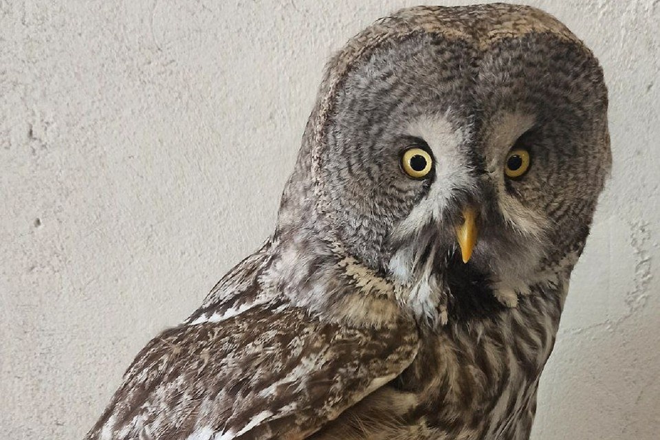 Птицу нашли в 30 километрах от города. Фото: предоставлено Марией Боровской.