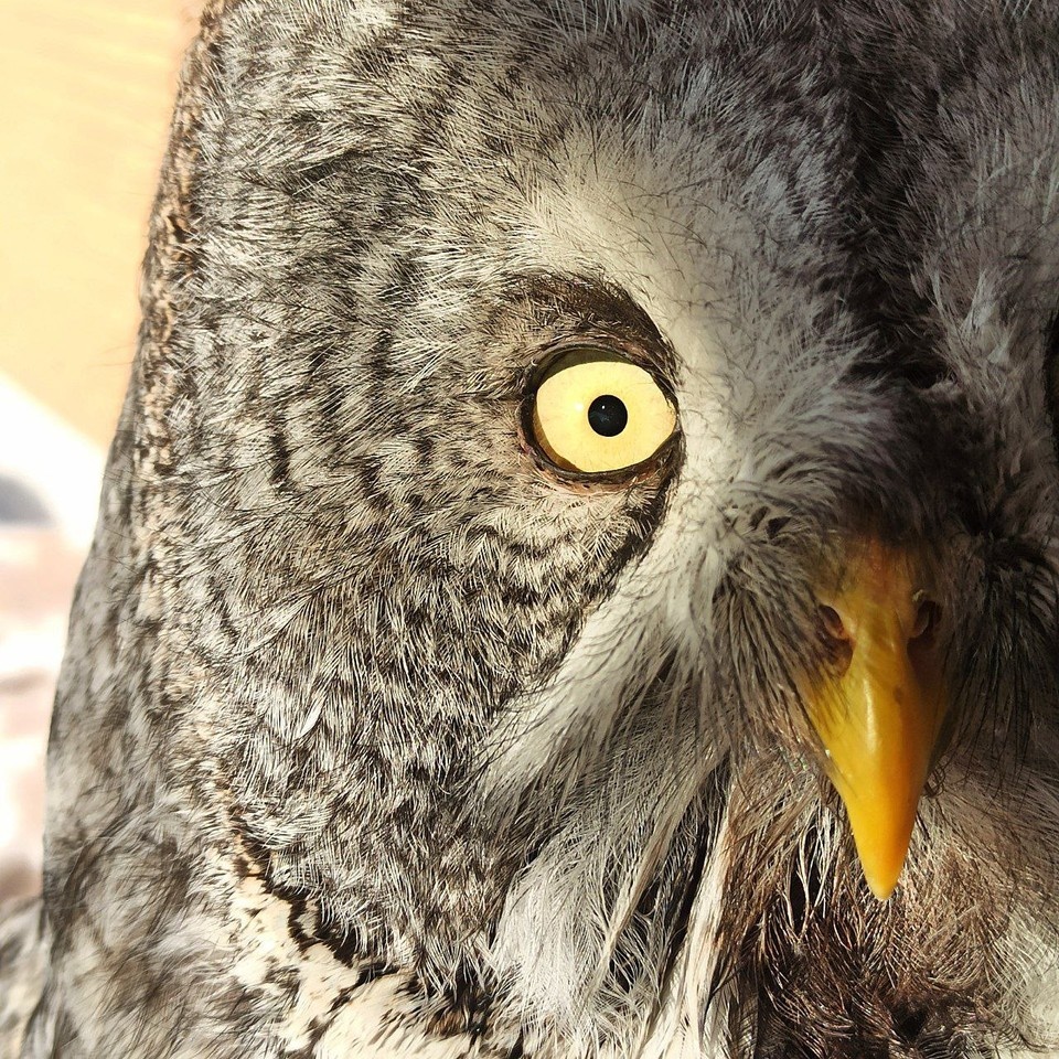 Она сидела прямо на дороге и не двигалась. Фото: предоставлено Марией Боровской