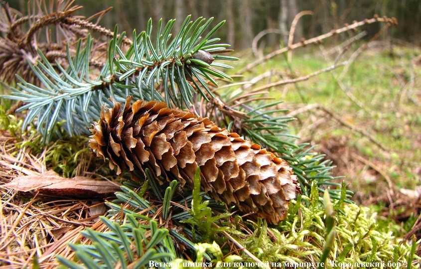 Своя история или летопись одной ёлки