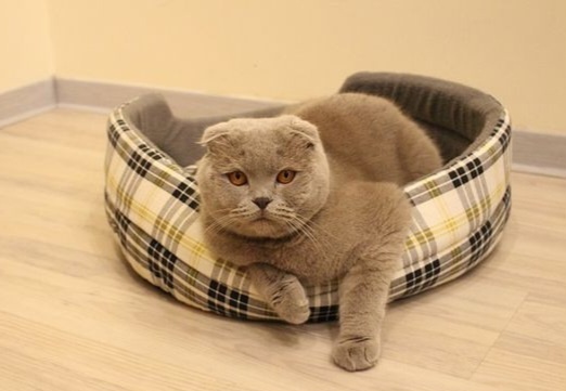 Фото из Интернета. 