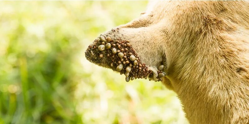 Клещи на ухе