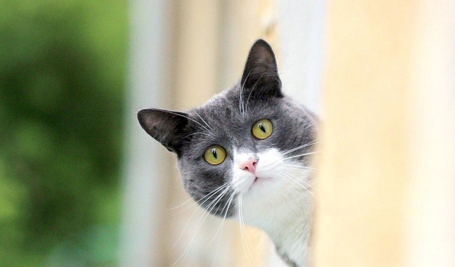 Почему кошки любят наблюдать за тем, как человек делает обычные дела