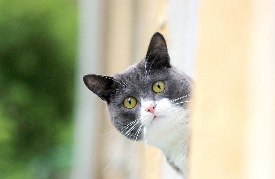 Фото из Интернета. 