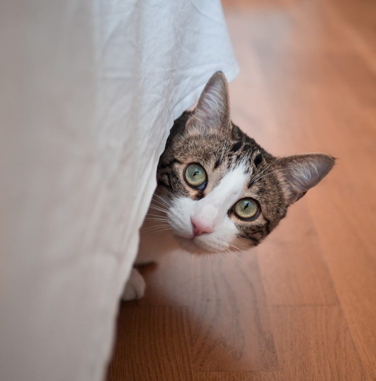 Фото из Интернета. 