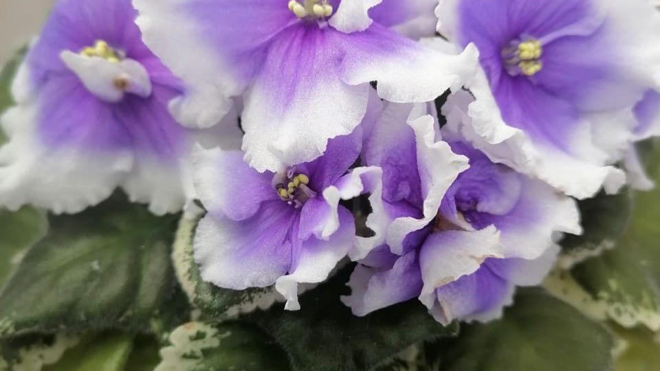 Фиалки: как я научилась жить по их правилам