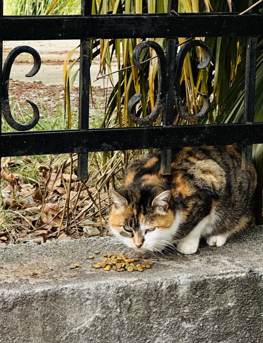    Корм - не отдам! Даже не найдеся!