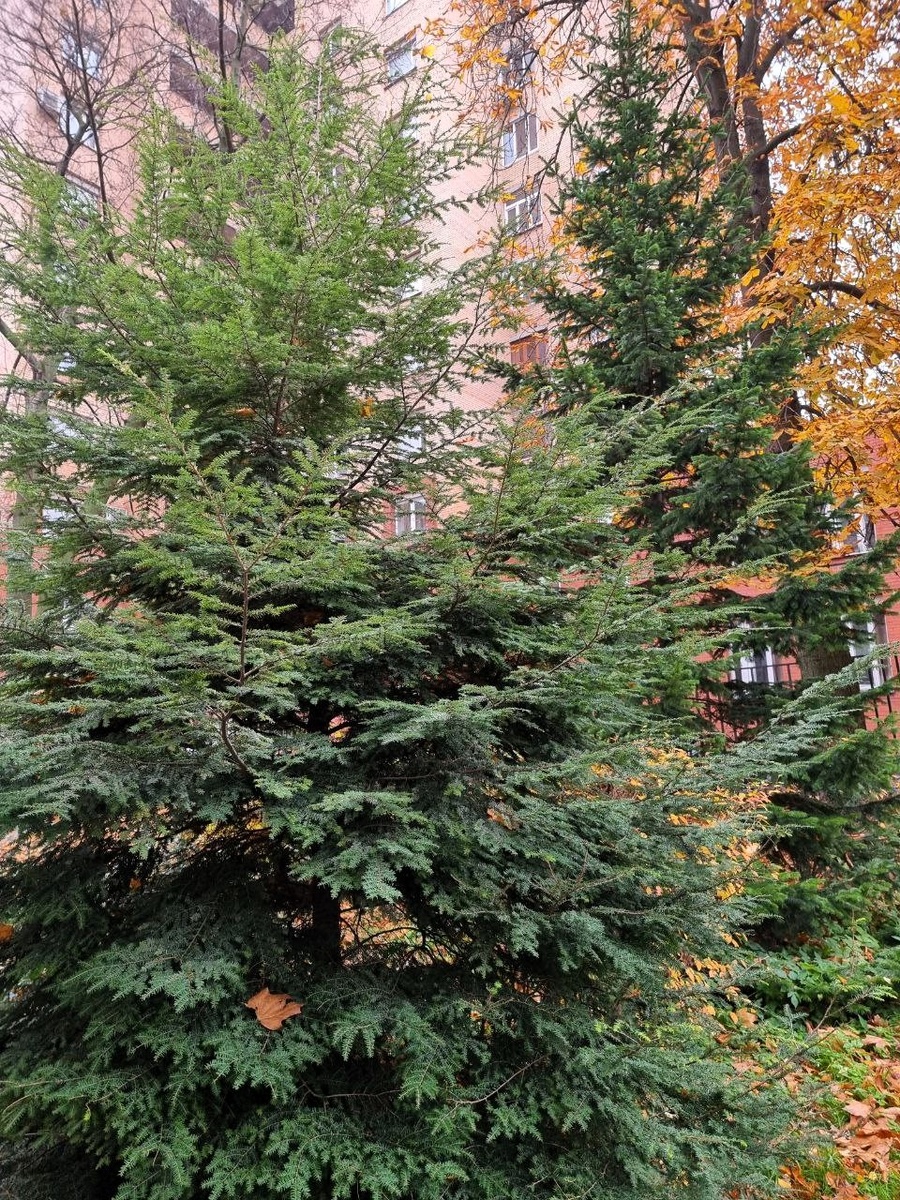 Tsuga canadensis в нашем московском дворе.