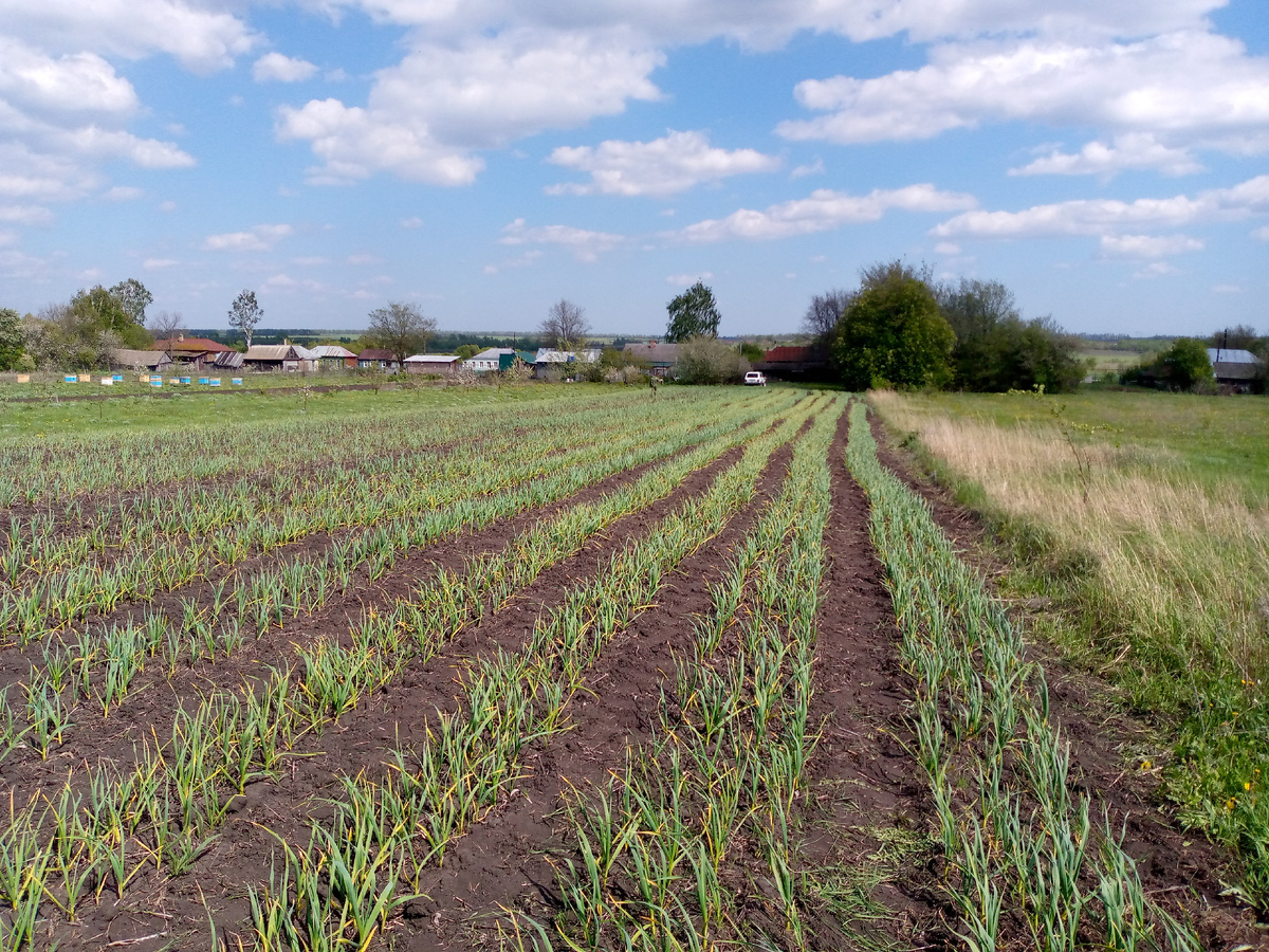 муравейники на огороде