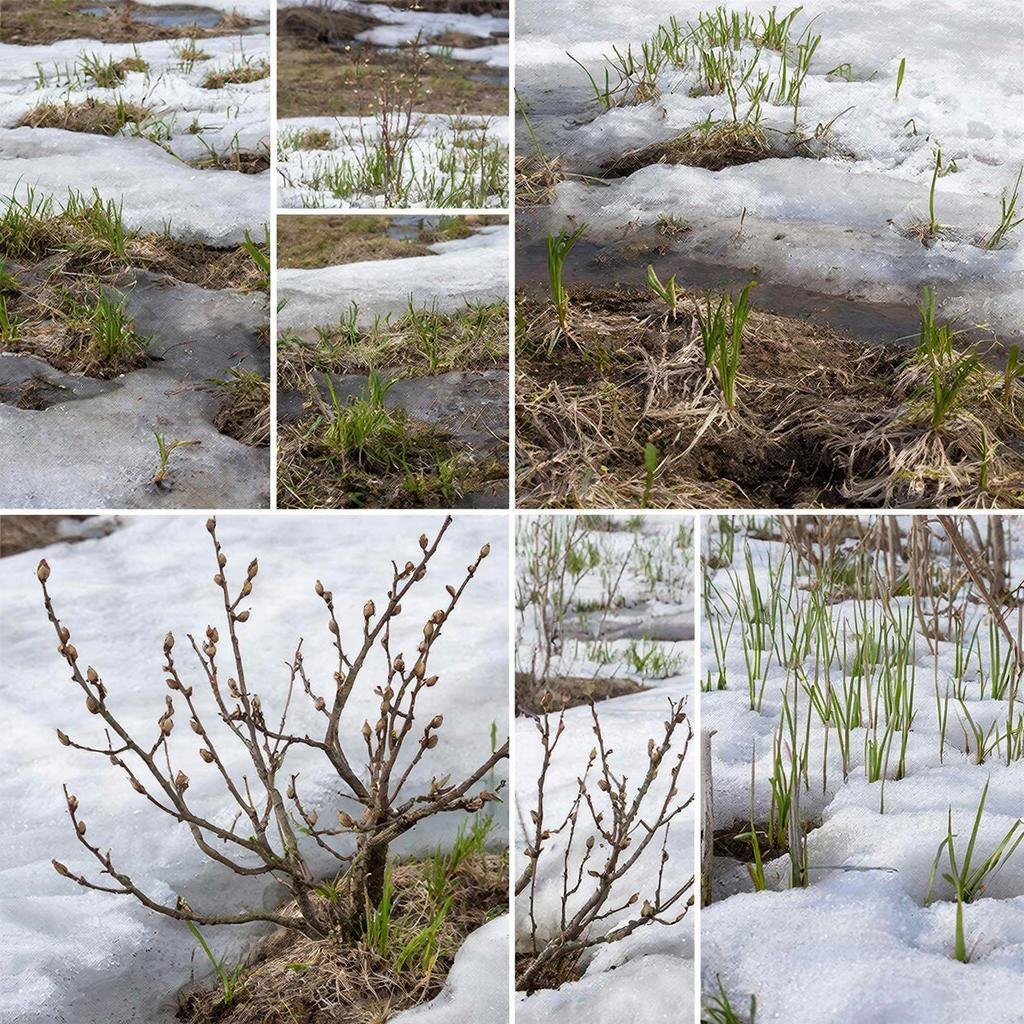 Весна совсем близко, успейте выбрать сорта и гибриды растений для своего сада!