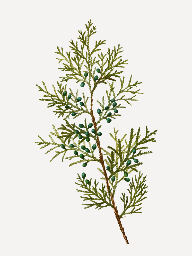     Источник: rawpixel.com/FreePic