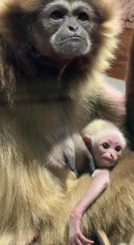 Фото: скриншот с видео