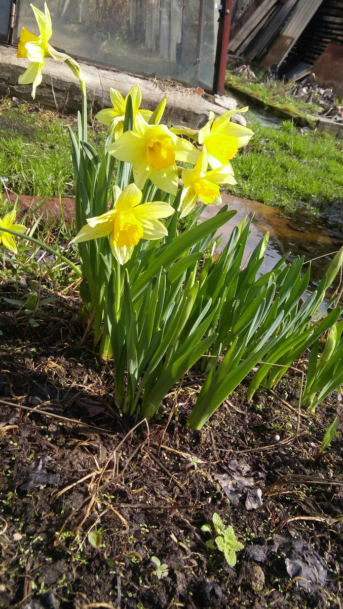 Первые весенние цветы
