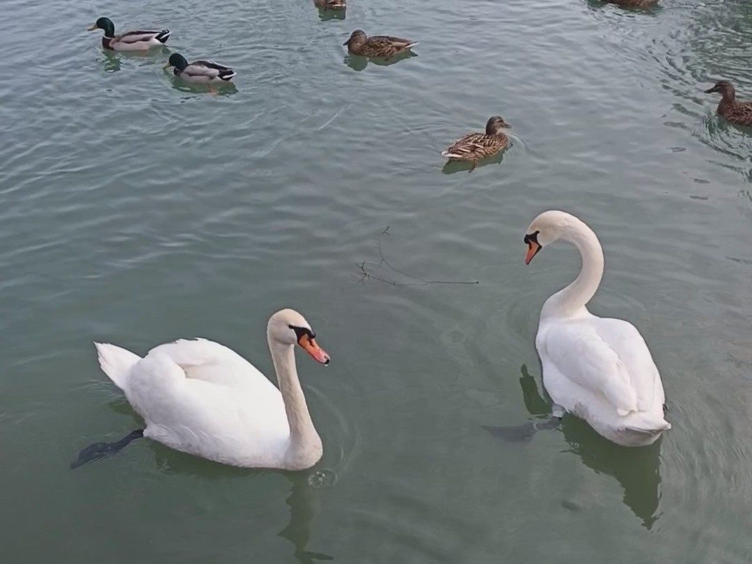 ФТ Сириус, парк Южные культуры, зима 2026 года