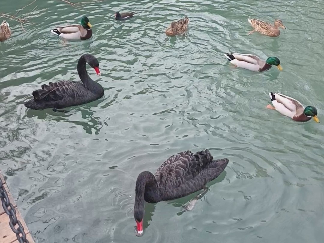 ФТ Сириус, парк Южные культуры, зима 2026 года