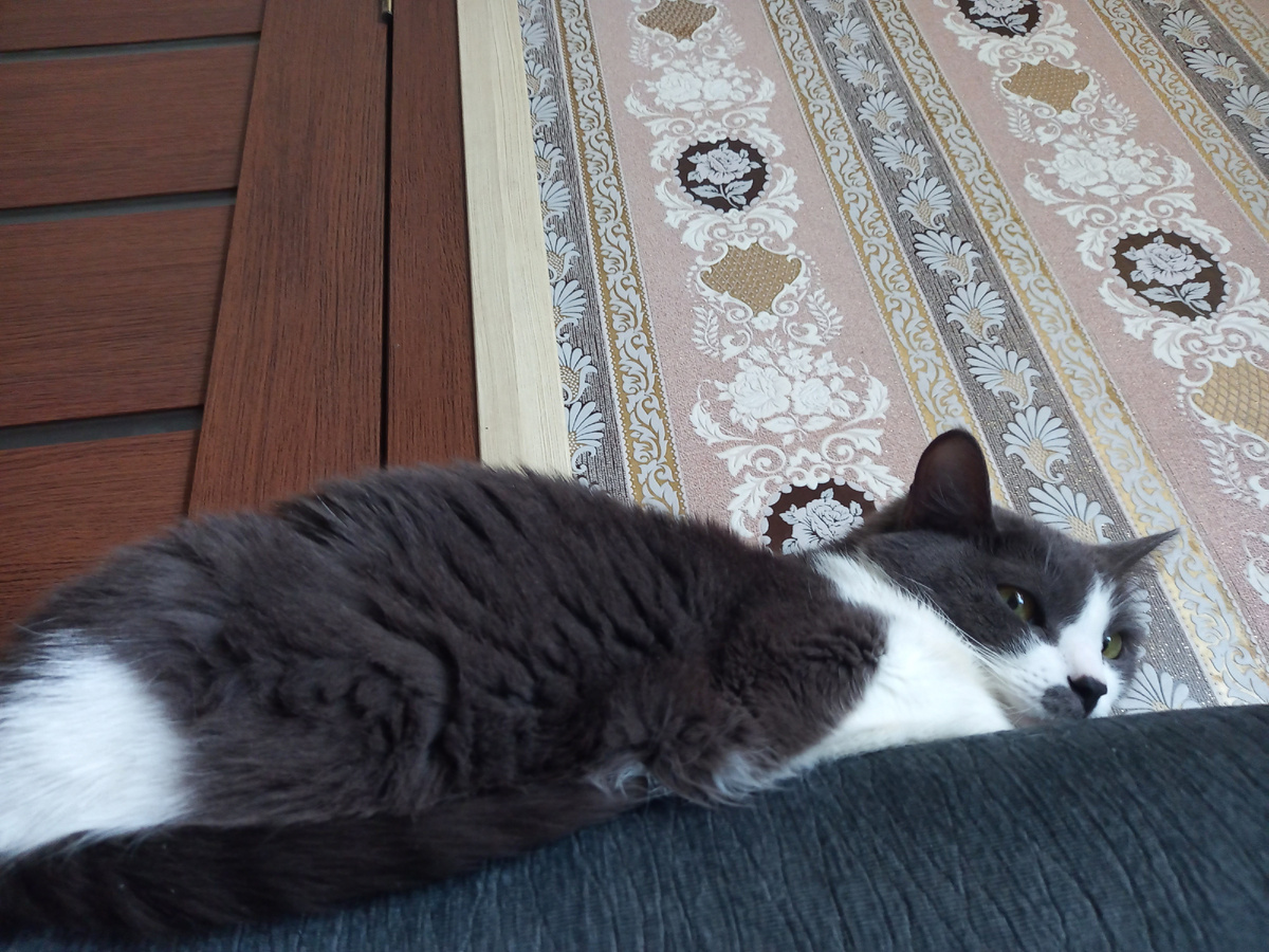 Блюдит за собакой