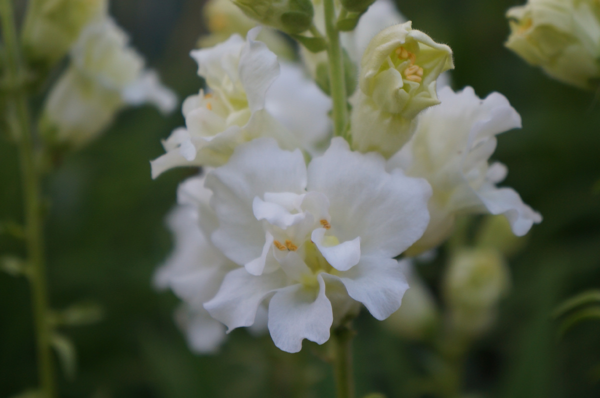 Мадам Баттерфляй - один из самых эффектных видов, великолепен в срезке!