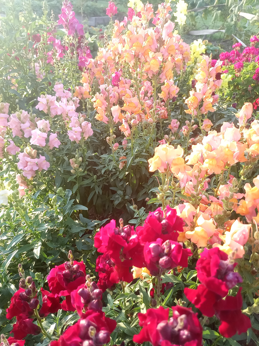 Львиный зев в монопосадке