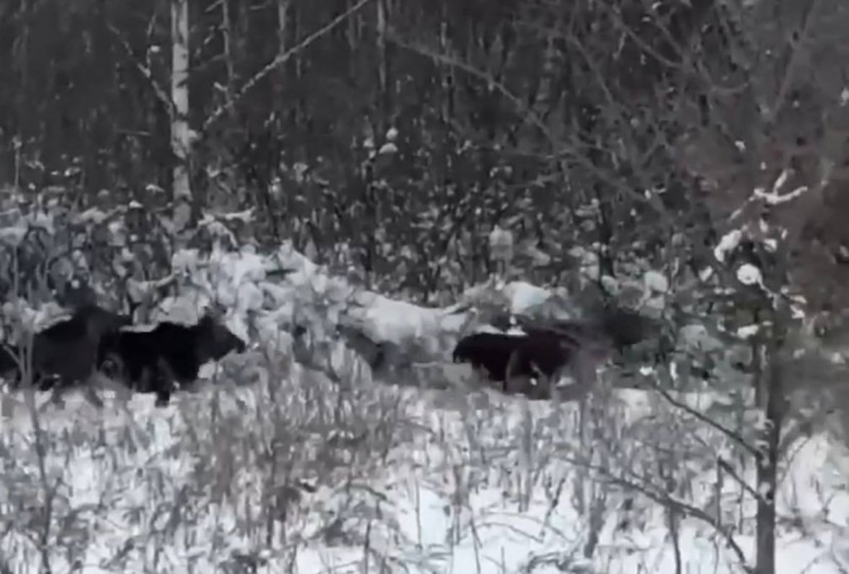    Семья лосей неспешно прогуливается по заснеженному лесу