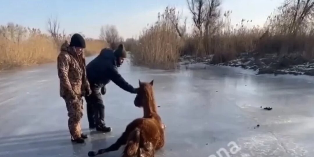 Рыбаки спасли умирающую на льду лошадь в Астраханской области
