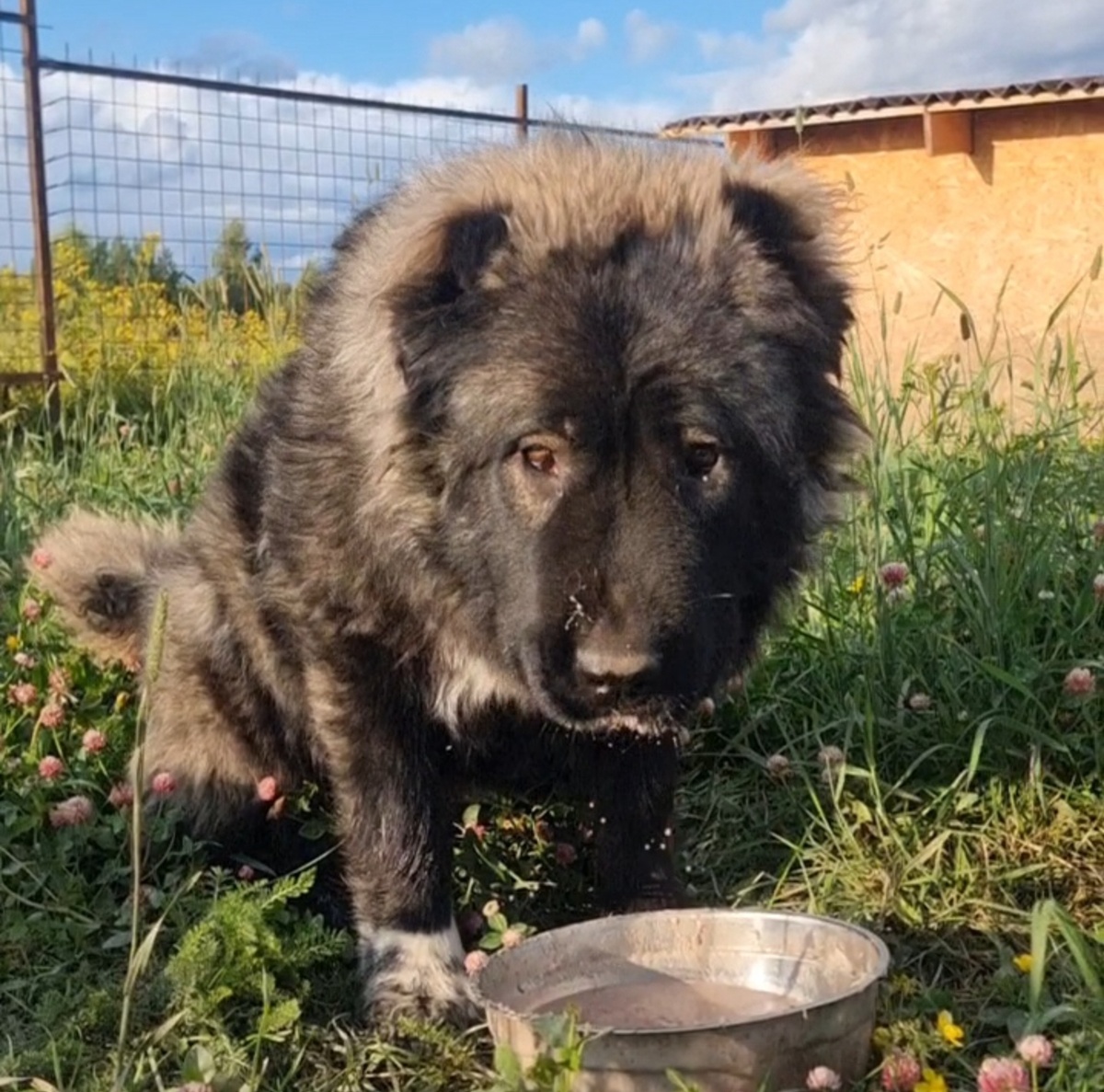 Шика летом.