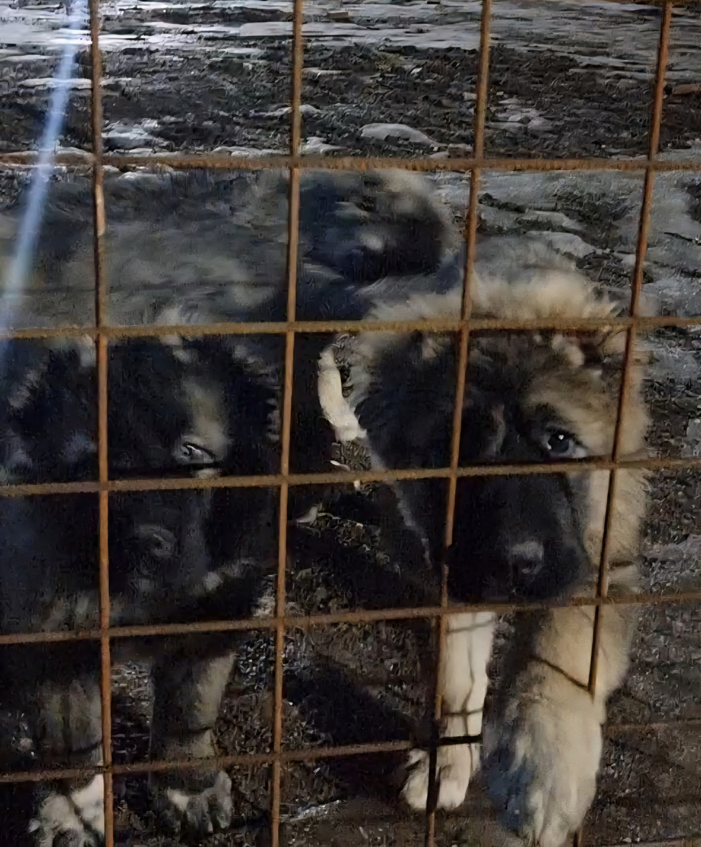 Черничка год назад (справа)