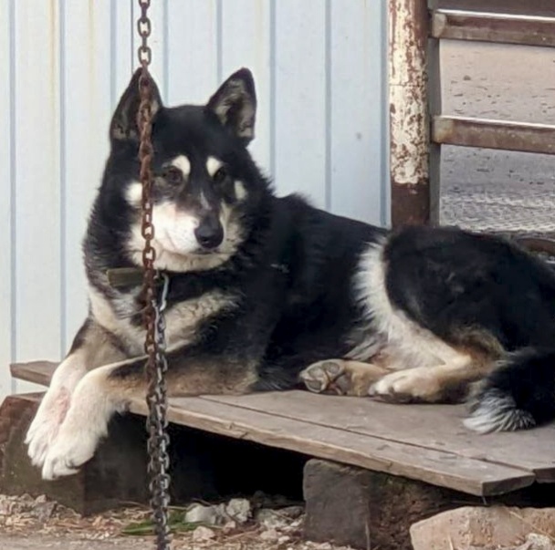 Малыш на охране 