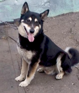 Малыш с огромным сердцем 