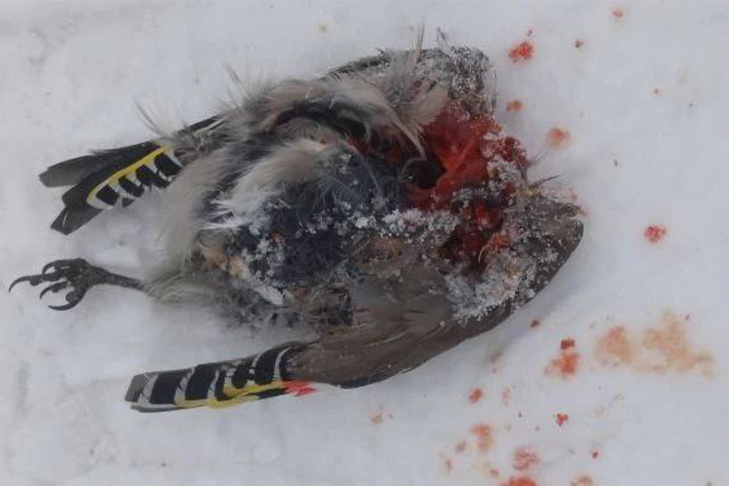 © Фото Алексея Яновского.📷
