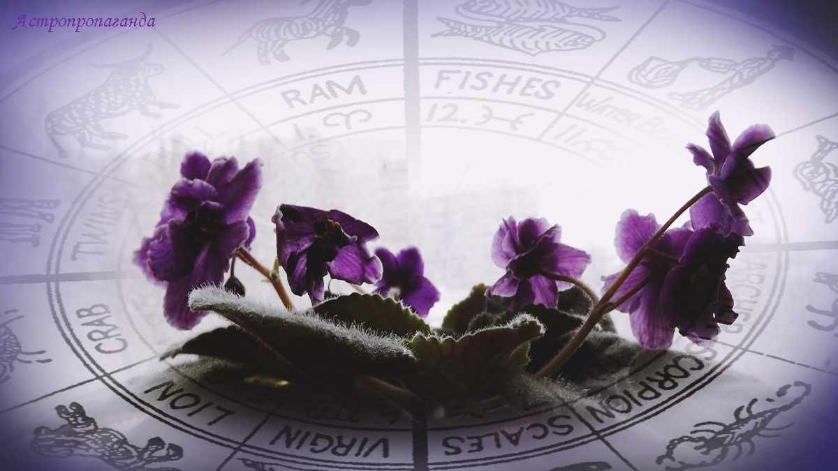Гороскоп с 9 по 15 февраля 2026: Венера переходит в знак Рыб, а Сатурн – в знак Овна | Недельный гороскоп