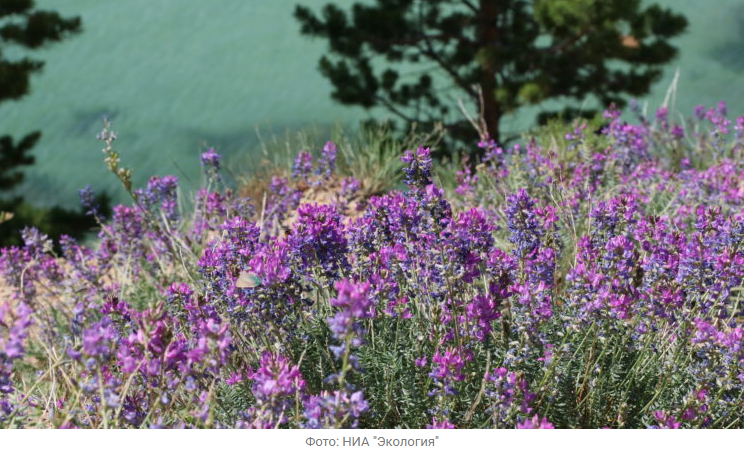 Источник новости: https://nia.eco/2026/02/04/111298/