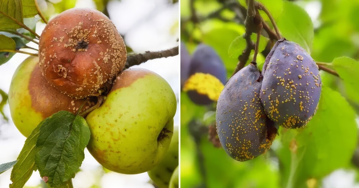 Фото novochag.ru