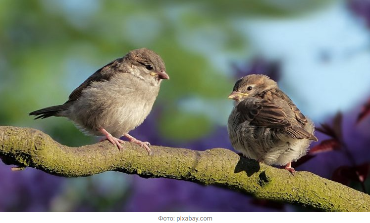 Источник новости: https://nia.eco/2026/02/05/111308/