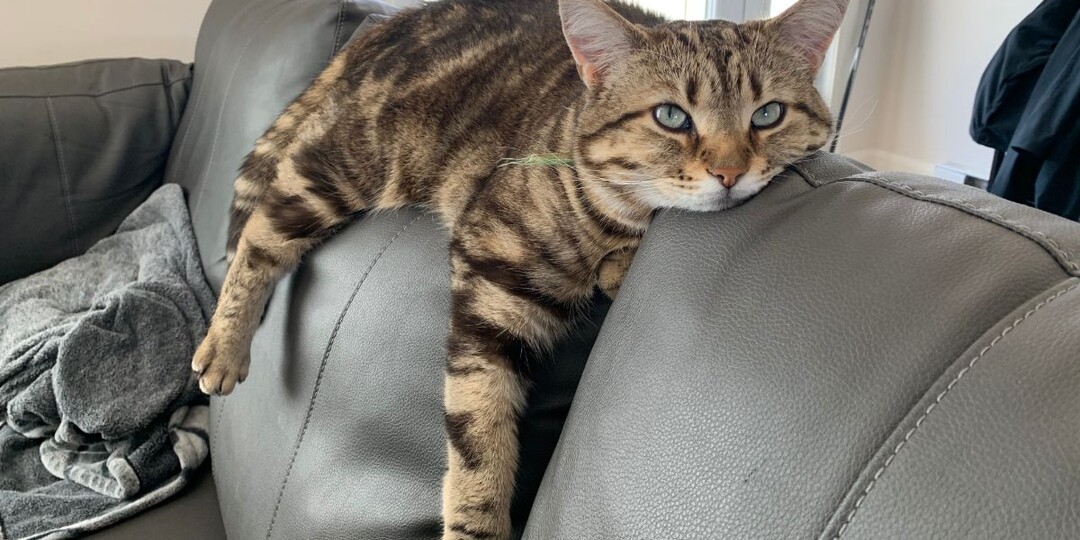 Кошка целыми днями «ленится» — это норма или тревожный сигнал?