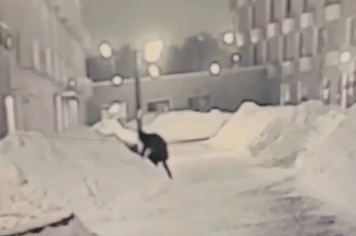    Иванников объяснил, почему стрелявший в Алексеева бросил пистолет в сугроб