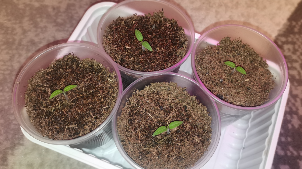 Томаты Красная шапочка.