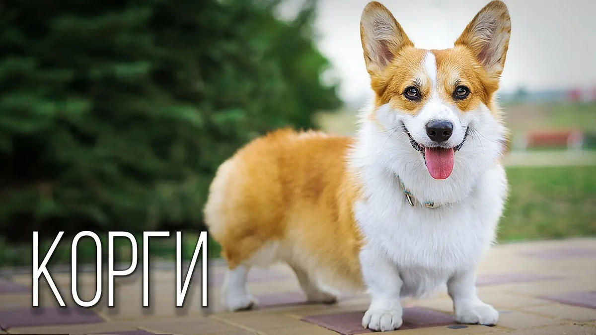 Фото взято из открытого источника