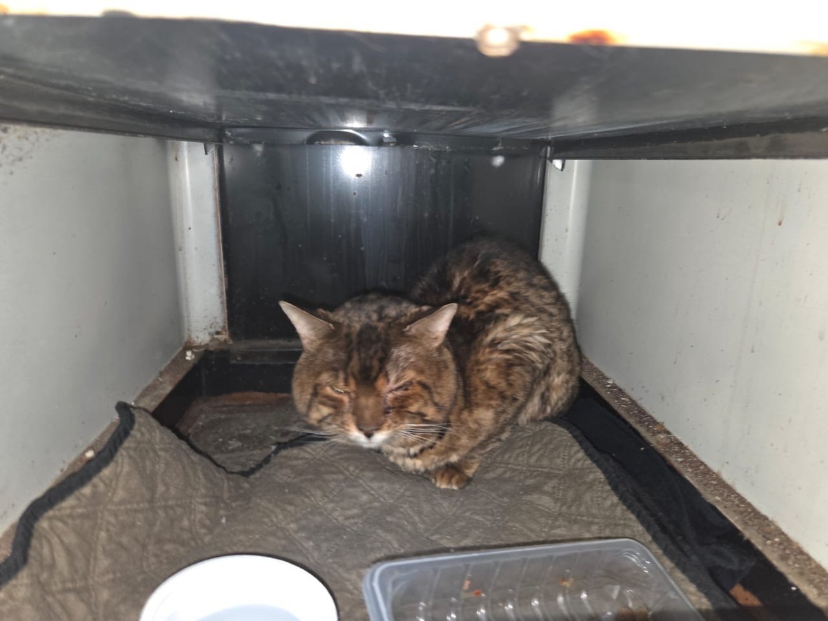 Вот такой сидел кот в подъезде