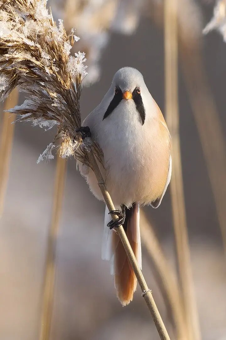   Фото: telegram-канал «Каждой твари по паре» биолога Павла Глазкова
