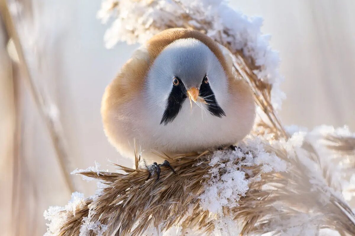    Фото: telegram-канал «Каждой твари по паре» биолога Павла Глазкова