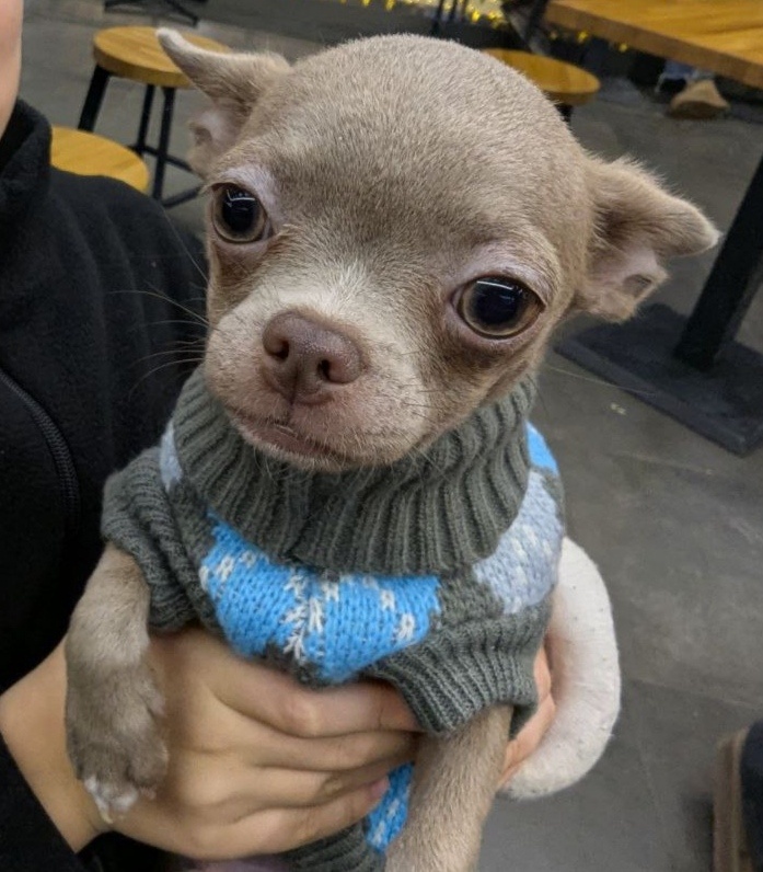 Вот такого плана собака 