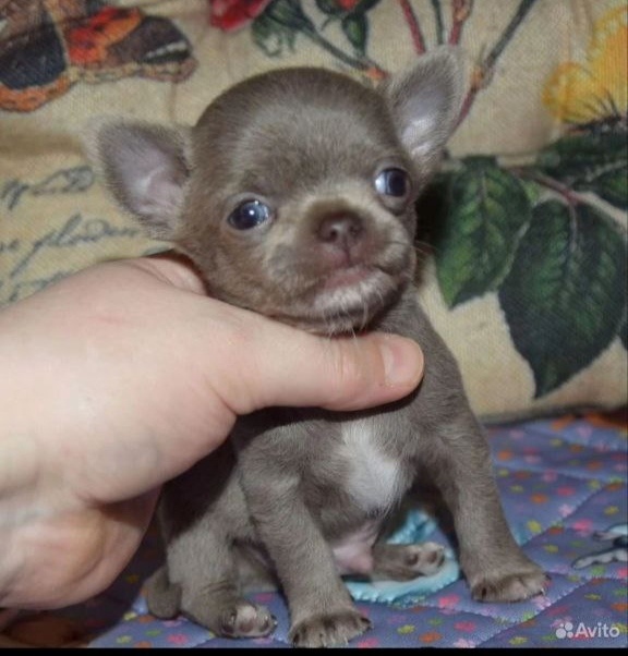 Вот такая малявочка подрастёт и поедет в новый дом) 