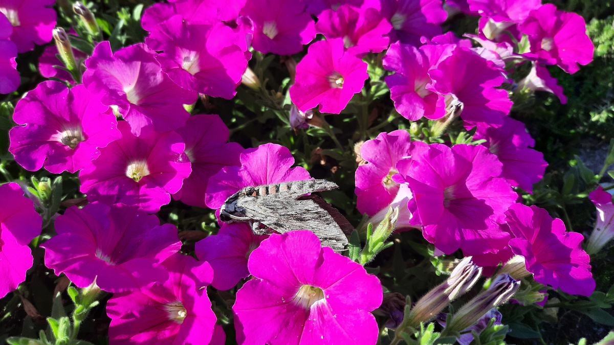 Бражник вьюнковый 