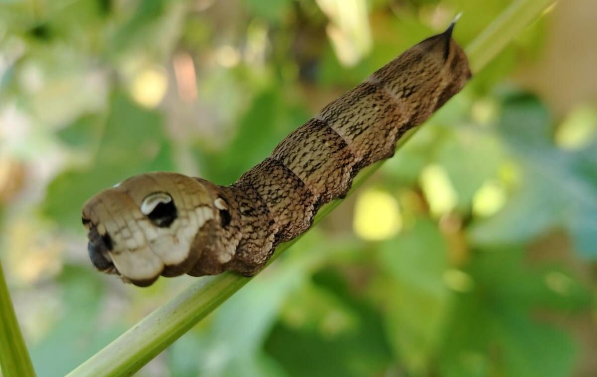 Гусеница винного бражника 